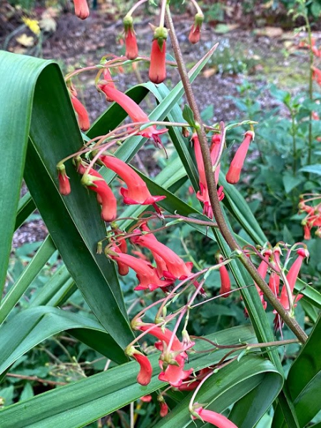 Phygelius sp. Phygelius sp.