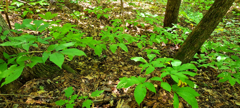 Aesculus parviflora in a shaded ravine. Aesculus parviflora in a shaded ravine.