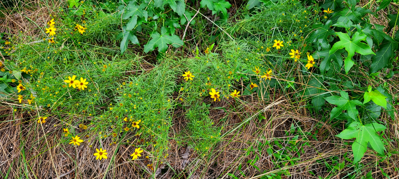 Coreopsis verticillata near a sandstone glade Coreopsis verticillata near a sandstone glade