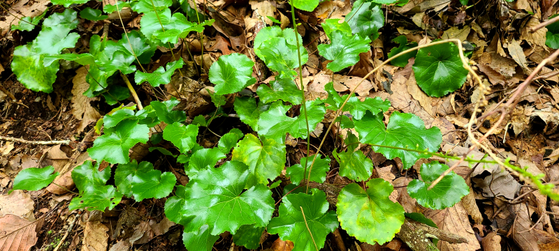 Galax urceolata with ruffled, glossy leaves Galax urceolata with ruffled, glossy leaves