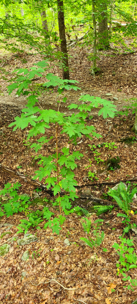 Hydrangea quercifolia growing as an understory tree Hydrangea quercifolia growing as an understory tree