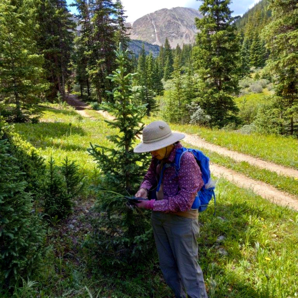 Denver Botanic Gardens botanist Loraine Yeatts on our second collecting trip to Grizzly Gulch on July 21, 2022, with Grizzly Peak in the distance. Denver Botanic Gardens botanist Loraine Yeatts on our second collecting trip to Grizzly Gulch on July 21, 2022, with Grizzly Peak in the distance.