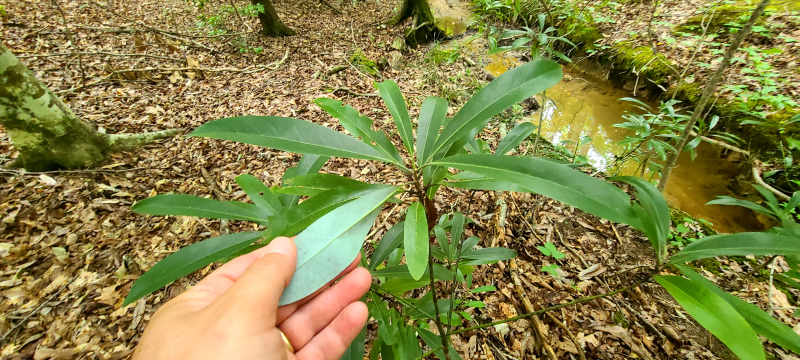 Persea borbonia Persea borbonia