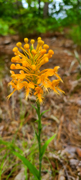Yellow fringed orchid (Platanthera ciliaris) Yellow fringed orchid (Platanthera ciliaris)