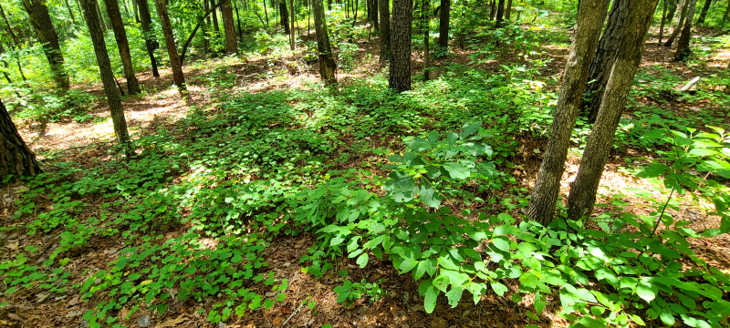 Muscadine grape (Vitis rotundifolia) growing as a ground cover Muscadine grape (Vitis rotundifolia) growing as a ground cover