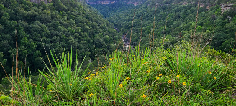 Yucca filamentosa on a sandstone ledge Yucca filamentosa on a sandstone ledge