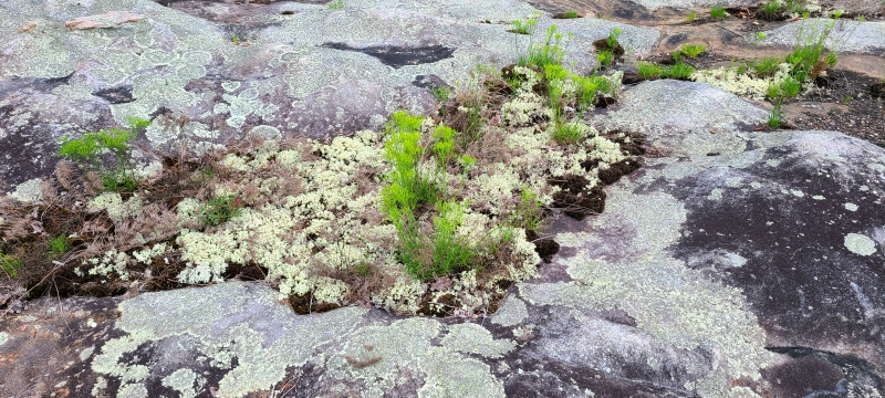 Lichen and plant communities on dry sandstone . Lichen and plant communities on dry sandstone .