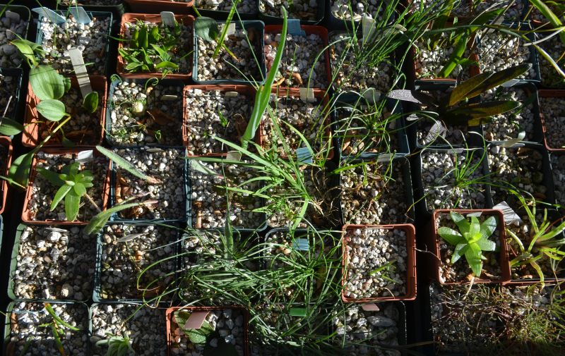 Flats of bulbs growing in pots Flats of bulbs growing in pots