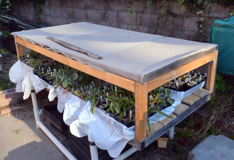 The bulb table with shade cloth and plastic trash bags under the flats to allow bottom watering The bulb table with shade cloth and plastic trash bags under the flats to allow bottom watering