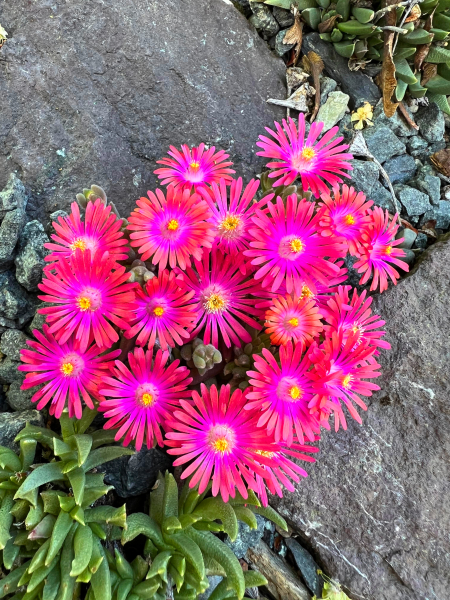 A Delosperma seeding A Delosperma seeding
