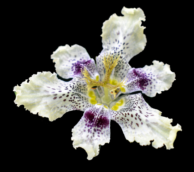 Ferraria densepunctulata Ferraria densepunctulata