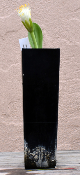 Haemanthus pauculiflorus Haemanthus pauculiflorus