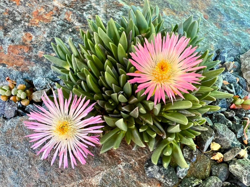 Khadia alticola Khadia alticola