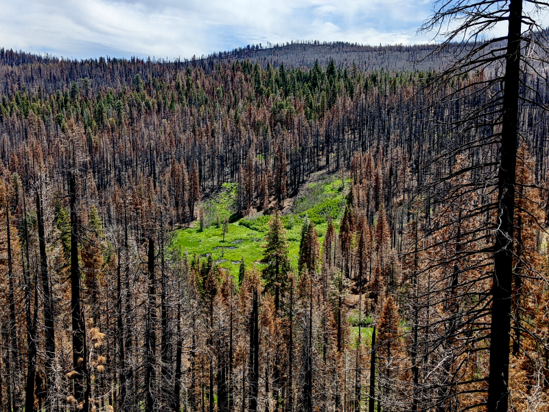 Montane meadows generally flourished in the wake of the Dixie Fire. Montane meadows generally flourished in the wake of the Dixie Fire.