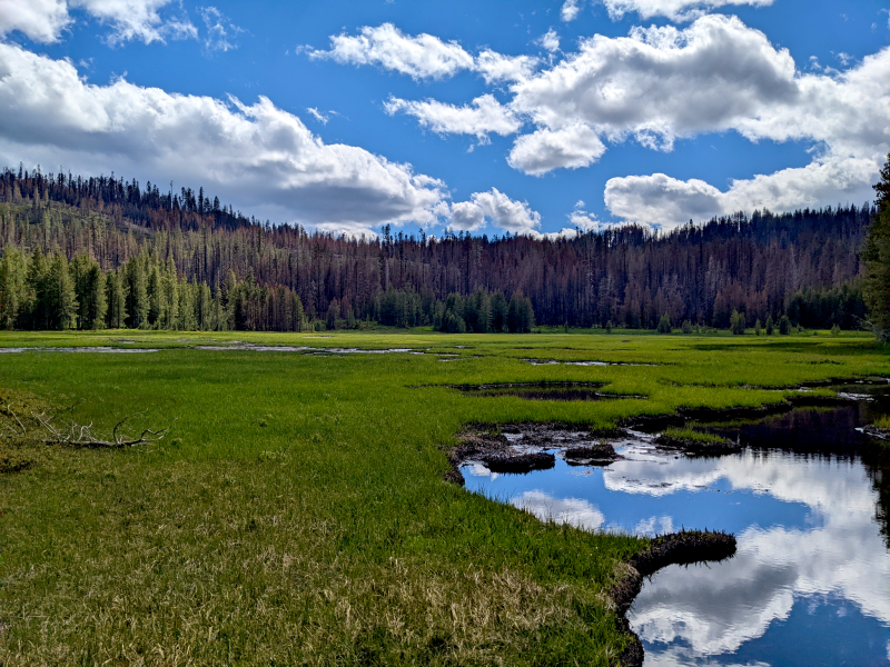 Wetlands often stop wildfires at their margins. Wetlands often stop wildfires at their margins.