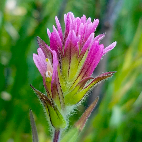 Lassen paintbrush (Castilleja lassenensis) is endemic to montane meadows near Lassen Peak. Lassen paintbrush (Castilleja lassenensis) is endemic to montane meadows near Lassen Peak.