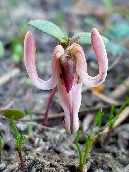 Longhorn steer’s-head (Dicentra uniflora) Longhorn steer’s-head (Dicentra uniflora)