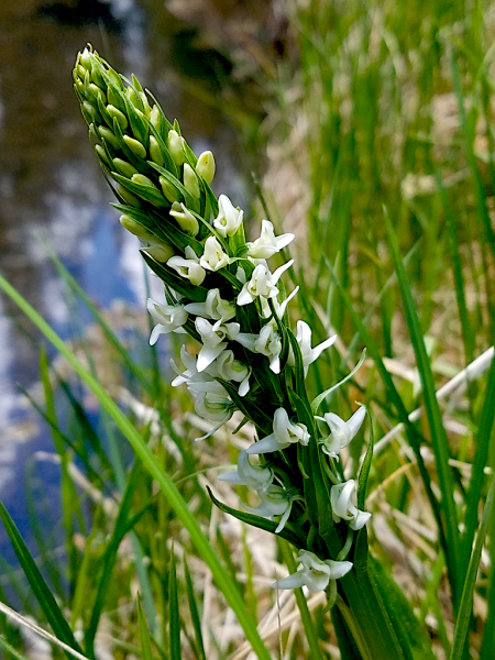 Sierra bog orchid (Platanthera dilatata var. leucostachys) Sierra bog orchid (Platanthera dilatata var. leucostachys)