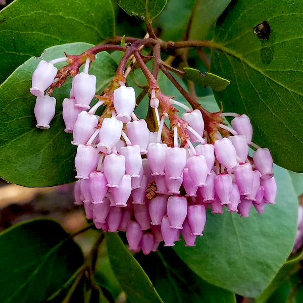 Greenleaf manzanita (Arctostaphylos patula) Greenleaf manzanita (Arctostaphylos patula)