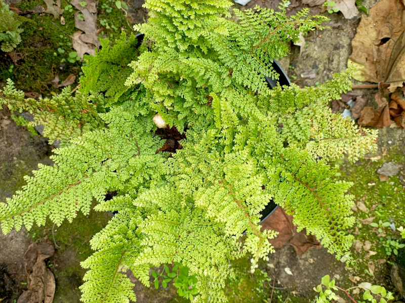 The Crawfordsburn fern (Polystichum setiferum ‘Divisilobum Crawfordiae’) The Crawfordsburn fern (Polystichum setiferum ‘Divisilobum Crawfordiae’)