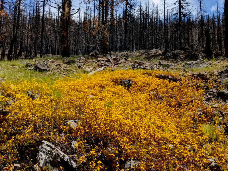 Seep monkeyflowers (Erythranthe guttata) bloom in the aftermath of a high-severity burn. Seep monkeyflowers (Erythranthe guttata) bloom in the aftermath of a high-severity burn.