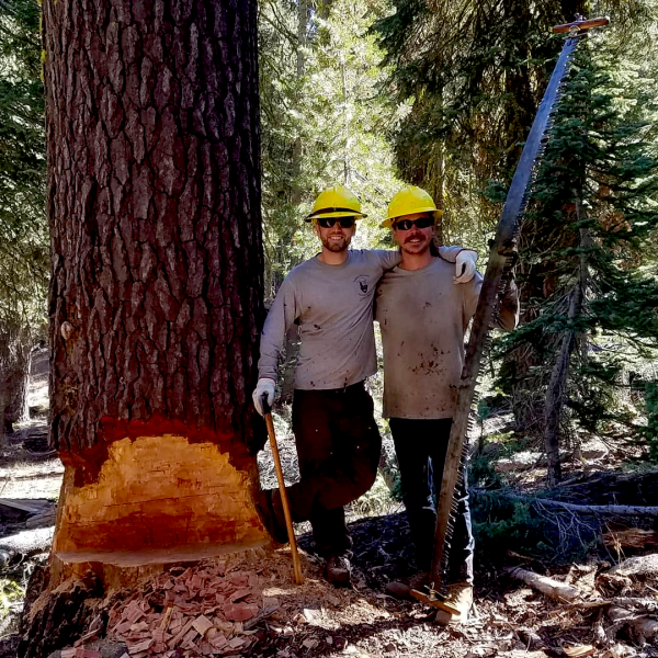 The author (left), fellow sawyer Jake Norman, Turtle (the ax), Thelma (the crosscut saw), and Pumba (the red fir). The author (left), fellow sawyer Jake Norman, Turtle (the ax), Thelma (the crosscut saw), and Pumba (the red fir).