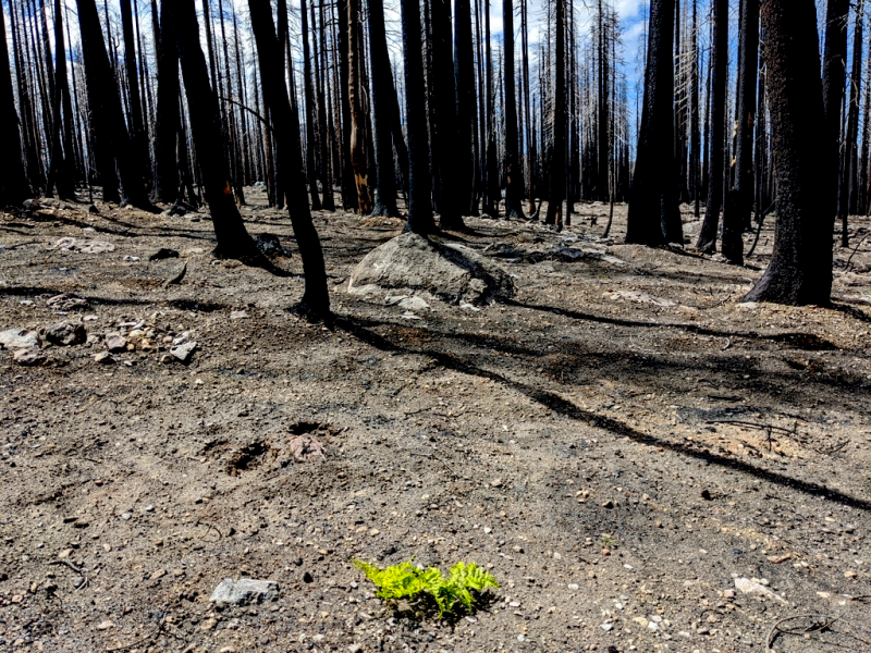 A year after the Dixie Fire, I walked through acres of forest that looked just like this: no visible plant life except an occasional flourishing bracken fern (Pteridium aquilinum). A year after the Dixie Fire, I walked through acres of forest that looked just like this: no visible plant life except an occasional flourishing bracken fern (Pteridium aquilinum).