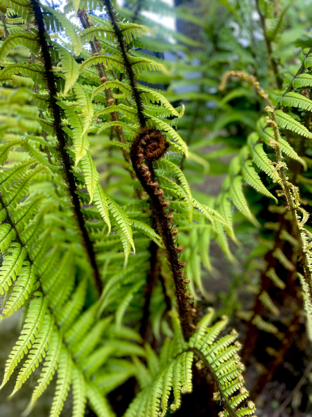 Dryopteris wallichiana Dryopteris wallichiana