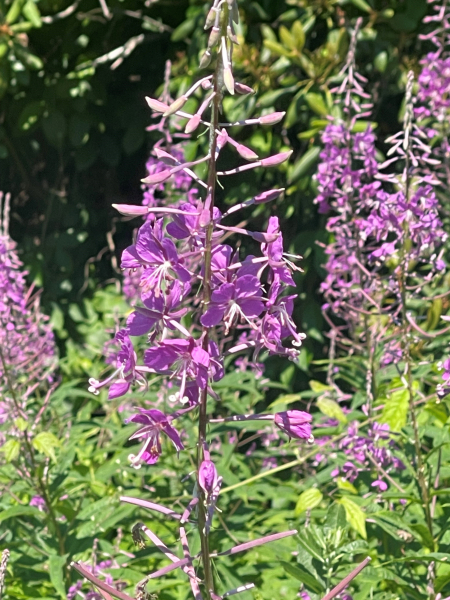 Chamaenerion angustifolium Chamaenerion angustifolium