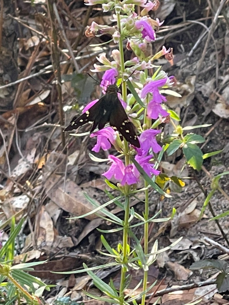 Dicerandra odoratissima Dicerandra odoratissima
