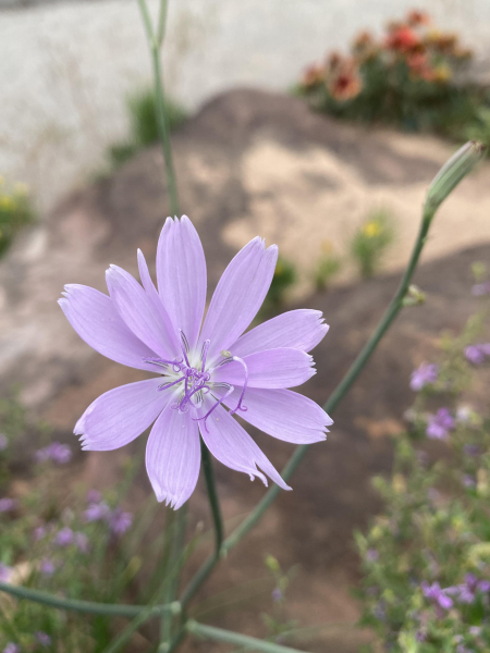 Lygodesmia texana Lygodesmia texana