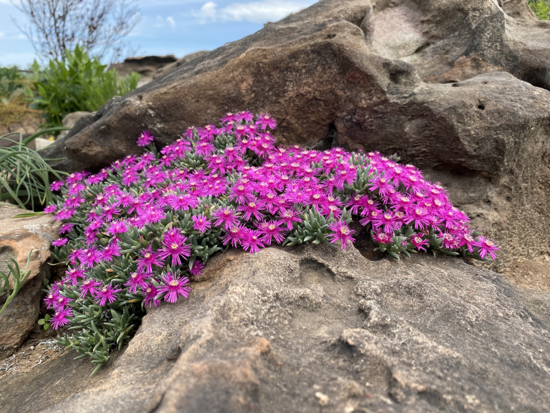 Ruschia pulvinaris Ruschia pulvinaris