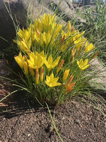 Habranthus sp. Habranthus sp.