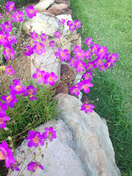 Phemeranthus calycinus Phemeranthus calycinus