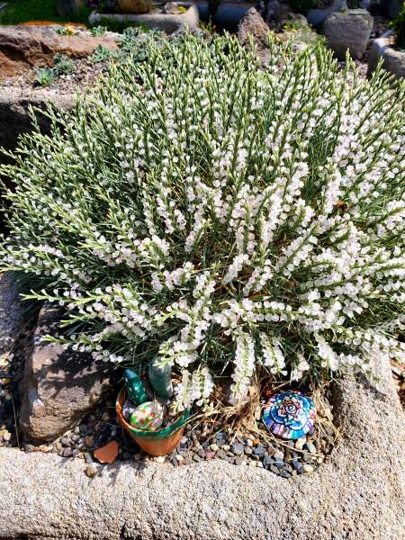 Acantholimon sp. in seed. Acantholimon sp. in seed.