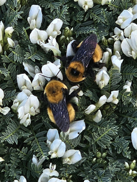 Astragalus angustifolius with plains bumblebee, a southern species which has only been seen in Wyoming at the Botanic Gardens. Astragalus angustifolius with plains bumblebee, a southern species which has only been seen in Wyoming at the Botanic Gardens.