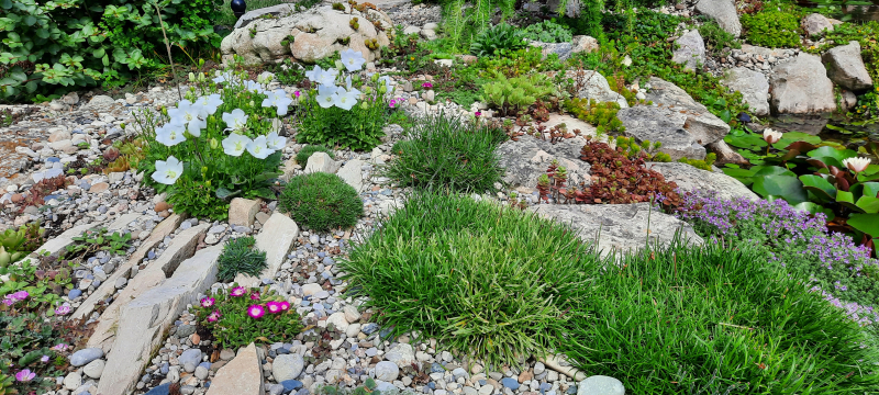 Campanula carpatica Campanula carpatica