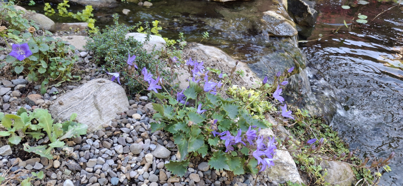 Campanula poscharskyana growing between the waterfalls Campanula poscharskyana growing between the waterfalls