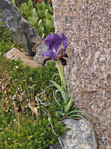 Iris paradoxa from Armenia flowering in the Crevice Garden. Iris paradoxa from Armenia flowering in the Crevice Garden.
