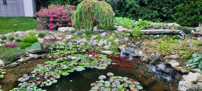Summer view with Lagerstroemia hybrid in full bloom. Summer view with Lagerstroemia hybrid in full bloom.