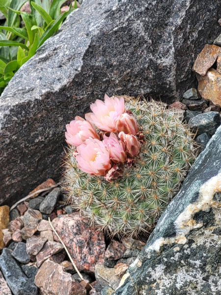 Pediocactus simpsonii thrives in the perfect drainage of the Crevice Garden. Pediocactus simpsonii thrives in the perfect drainage of the Crevice Garden.