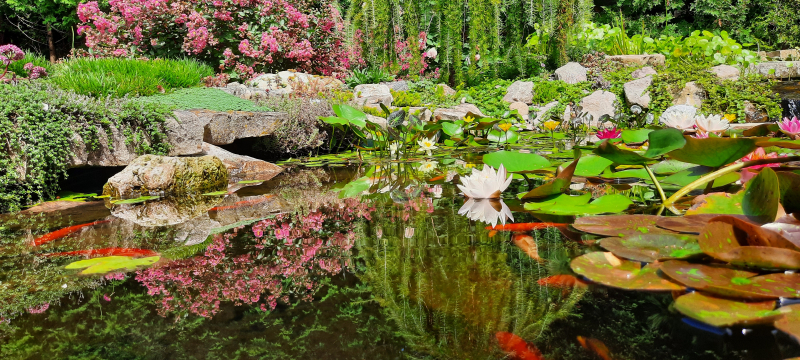 Lagerstroemia hybrid, Larix decidua ‘Pendula’, sedums, and Lysimachia nummularia reflected in the pond Lagerstroemia hybrid, Larix decidua ‘Pendula’, sedums, and Lysimachia nummularia reflected in the pond