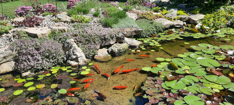Thymus serpyllum blooming at the pond edge Thymus serpyllum blooming at the pond edge