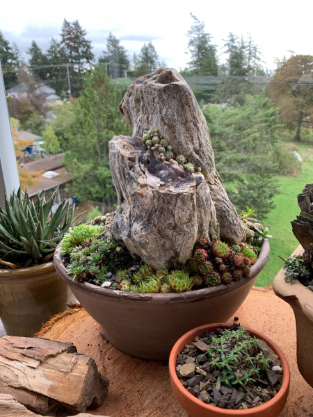 A minimalist container with a single piece of petrified wood. A minimalist container with a single piece of petrified wood.