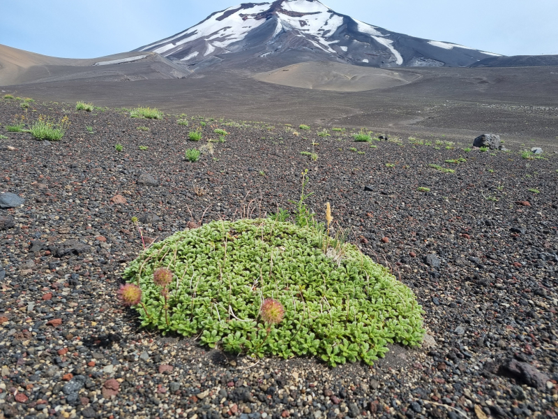 Acaena macrocephala Acaena macrocephala