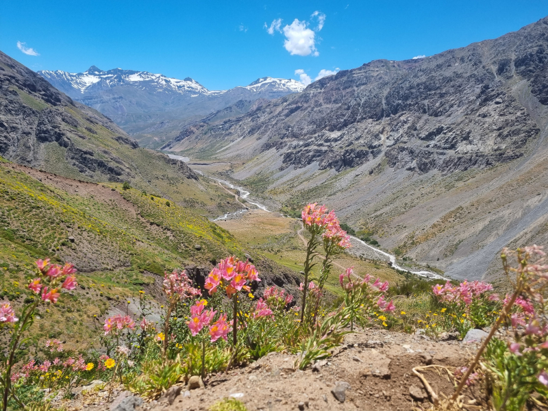 Alstroemeria ligtu subsp. splendens Alstroemeria ligtu subsp. splendens