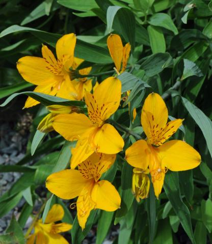 Alstroemeria aurea