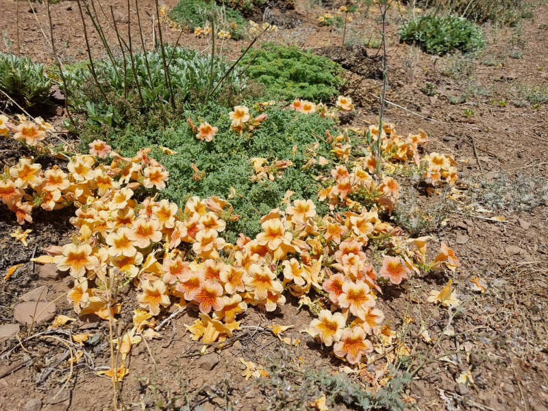 Argylia adscendens Argylia adscendens