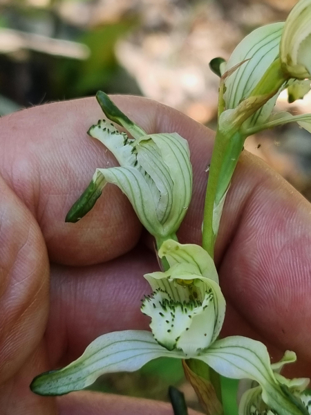 Chloraea heteroglossa Chloraea heteroglossa