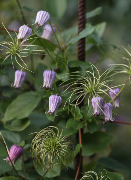 Clematis pitcheri Photo by Alla Olkhovska Clematis pitcheri Photo by Alla Olkhovska